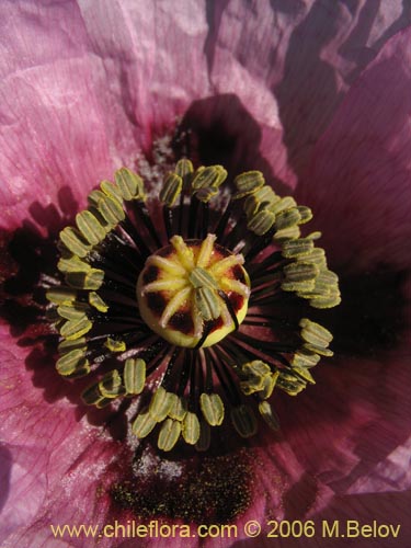 Фотография Papaver somniferum (Amapola / Adormidera). Щелкните, чтобы увеличить вырез.