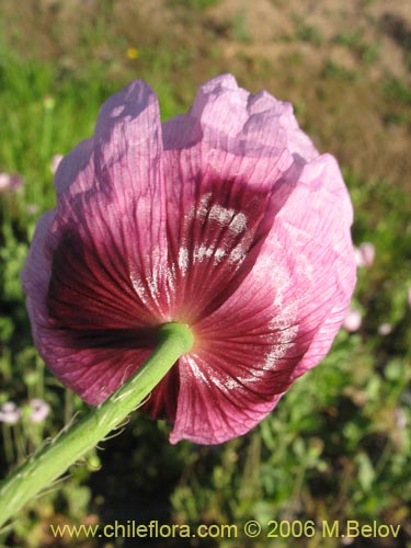 Bild von Papaver somniferum (Amapola / Adormidera). Klicken Sie, um den Ausschnitt zu vergrössern.