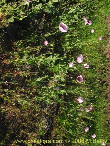 Imágen de Papaver somniferum (Amapola / Adormidera). Haga un clic para aumentar parte de imágen.