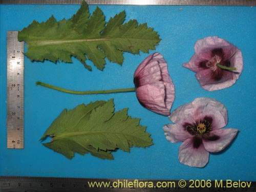 Image of Papaver somniferum (Amapola / Adormidera). Click to enlarge parts of image.