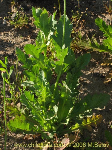 Imágen de Papaver somniferum (Amapola / Adormidera). Haga un clic para aumentar parte de imágen.