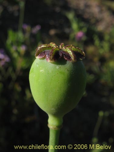 Image of Papaver somniferum (Amapola / Adormidera). Click to enlarge parts of image.