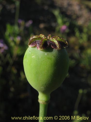 Imágen de Papaver somniferum (Amapola / Adormidera). Haga un clic para aumentar parte de imágen.