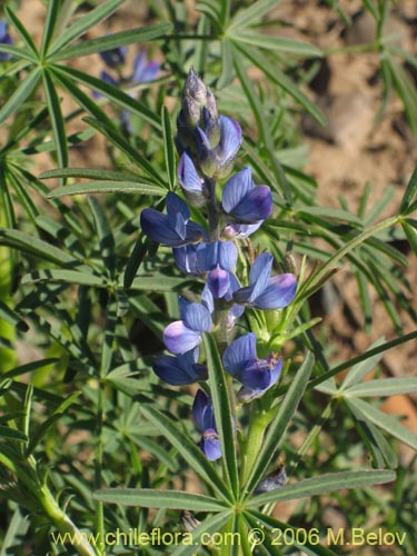 Imágen de Lupinus angustifolius (Lupina amargo / Lupino azul). Haga un clic para aumentar parte de imágen.