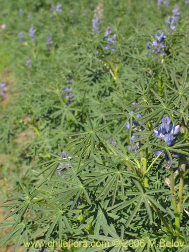 Imágen de Lupinus angustifolius (Lupina amargo / Lupino azul). Haga un clic para aumentar parte de imágen.