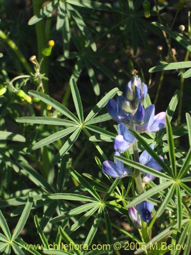 Lupinus angustifolius的照片