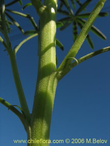 Imágen de Lupinus angustifolius (Lupina amargo / Lupino azul). Haga un clic para aumentar parte de imágen.