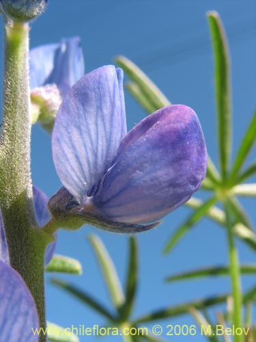 Lupinus angustifolius的照片