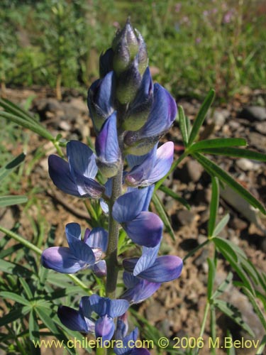 Image of Lupinus angustifolius (Lupina amargo / Lupino azul). Click to enlarge parts of image.
