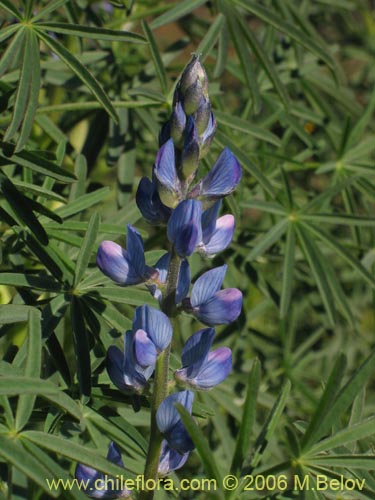 Image of Lupinus angustifolius (Lupina amargo / Lupino azul). Click to enlarge parts of image.