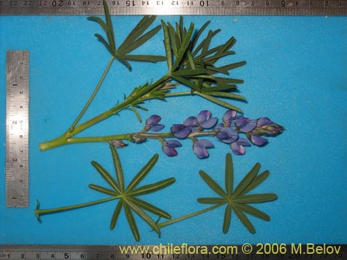 Image of Lupinus angustifolius (Lupina amargo / Lupino azul). Click to enlarge parts of image.