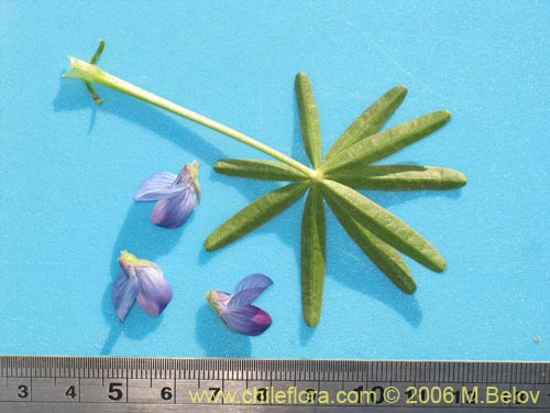 Bild von Lupinus angustifolius (Lupina amargo / Lupino azul). Klicken Sie, um den Ausschnitt zu vergrössern.