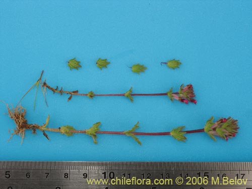Image of Unidentified Plant sp. #2326 (). Click to enlarge parts of image.