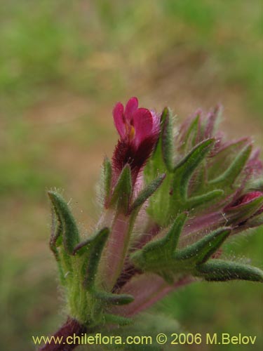 Imágen de Planta no identificada sp. #2326 (). Haga un clic para aumentar parte de imágen.