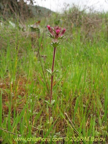 Image of Unidentified Plant sp. #2326 (). Click to enlarge parts of image.