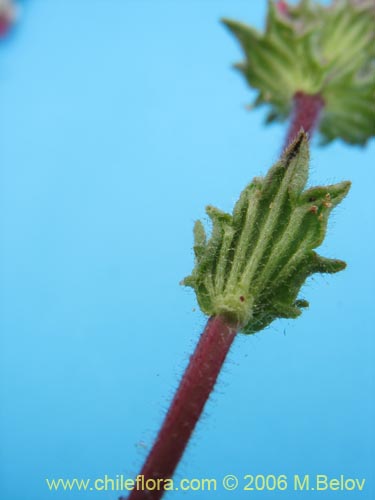 Фотография Не определенное растение sp. #2326 (). Щелкните, чтобы увеличить вырез.