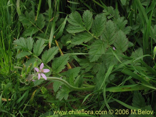 Image of Erodium moschatum (Alfilerillo). Click to enlarge parts of image.