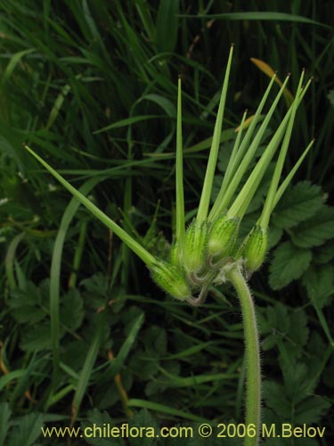 Image of Erodium moschatum (Alfilerillo). Click to enlarge parts of image.