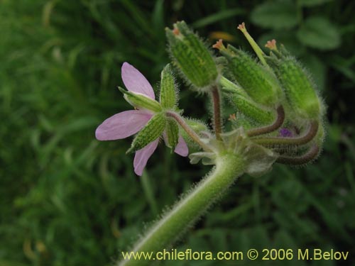 Image of Erodium moschatum (Alfilerillo). Click to enlarge parts of image.