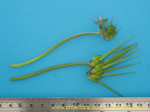 Erodium moschatum的照片