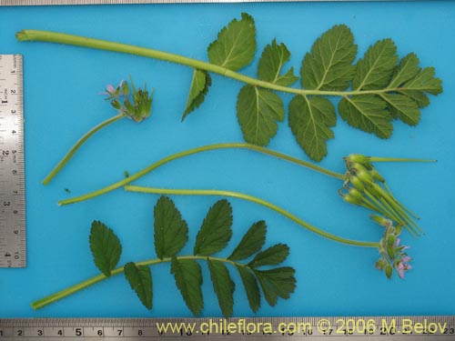 Image of Erodium moschatum (Alfilerillo). Click to enlarge parts of image.