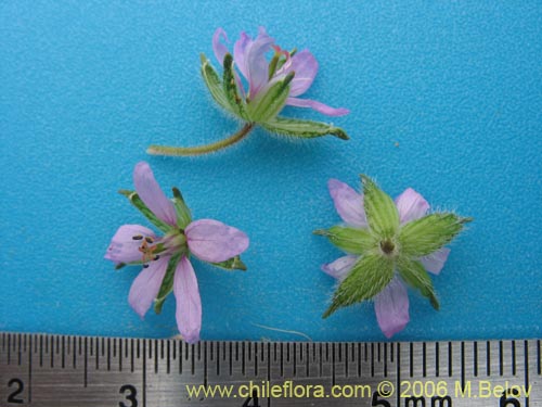 Image of Erodium moschatum (Alfilerillo). Click to enlarge parts of image.