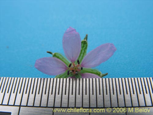 Image of Erodium moschatum (Alfilerillo). Click to enlarge parts of image.