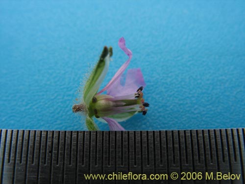 Image of Erodium moschatum (Alfilerillo). Click to enlarge parts of image.