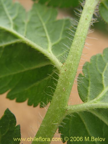 Image of Erodium moschatum (Alfilerillo). Click to enlarge parts of image.