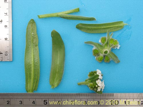 Image of Boraginaceae sp. #2398 (). Click to enlarge parts of image.