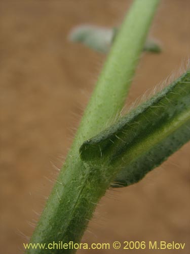 Bild von Boraginaceae sp. #2398 (). Klicken Sie, um den Ausschnitt zu vergrössern.