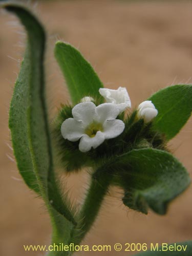 Bild von Boraginaceae sp. #2398 (). Klicken Sie, um den Ausschnitt zu vergrössern.