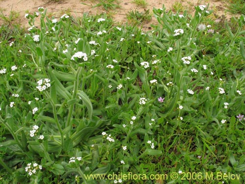 Bild von Boraginaceae sp. #2398 (). Klicken Sie, um den Ausschnitt zu vergrössern.