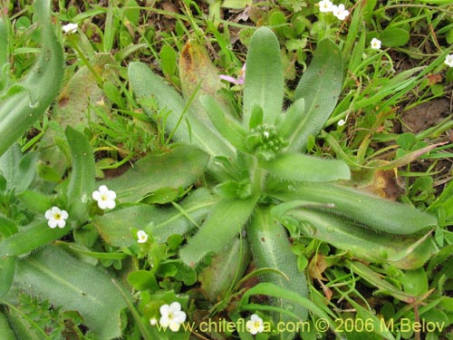 Bild von Boraginaceae sp. #2398 (). Klicken Sie, um den Ausschnitt zu vergrössern.