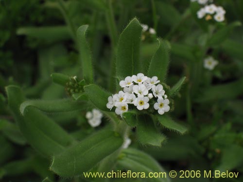 Bild von Boraginaceae sp. #2398 (). Klicken Sie, um den Ausschnitt zu vergrössern.