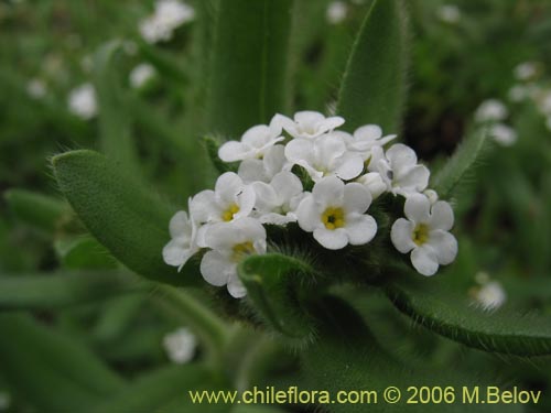 Bild von Boraginaceae sp. #2398 (). Klicken Sie, um den Ausschnitt zu vergrössern.