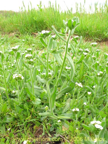 Bild von Boraginaceae sp. #2398 (). Klicken Sie, um den Ausschnitt zu vergrössern.