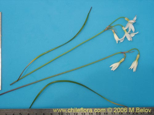 Leucocoryne alliacea의 사진