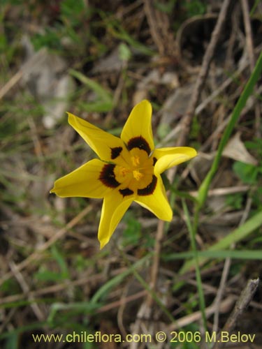 Image of Sisyrinchium graminifolium (Huilmo amarillo / Ñuño). Click to enlarge parts of image.