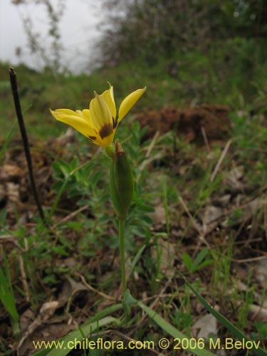 Imágen de Sisyrinchium graminifolium (Huilmo amarillo / Ñuño). Haga un clic para aumentar parte de imágen.