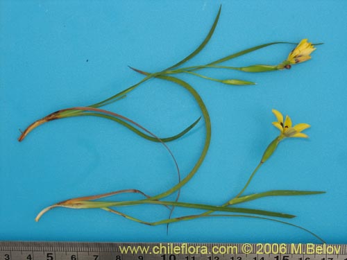 Sisyrinchium graminifolium의 사진