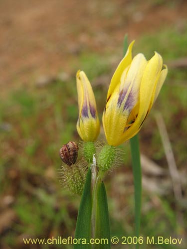 Imágen de Sisyrinchium graminifolium (Huilmo amarillo / Ñuño). Haga un clic para aumentar parte de imágen.