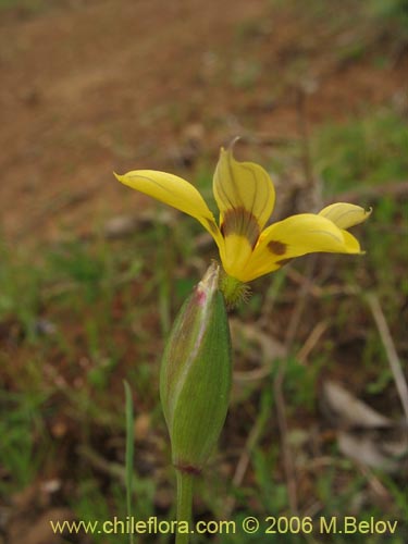 Image of Sisyrinchium graminifolium (Huilmo amarillo / Ñuño). Click to enlarge parts of image.