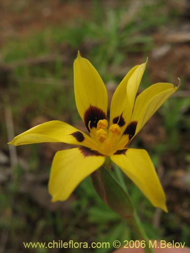 Image of Sisyrinchium graminifolium (Huilmo amarillo / Ñuño). Click to enlarge parts of image.