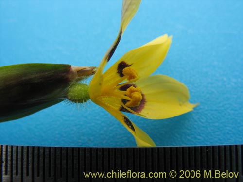 Image of Sisyrinchium graminifolium (Huilmo amarillo / Ñuño). Click to enlarge parts of image.