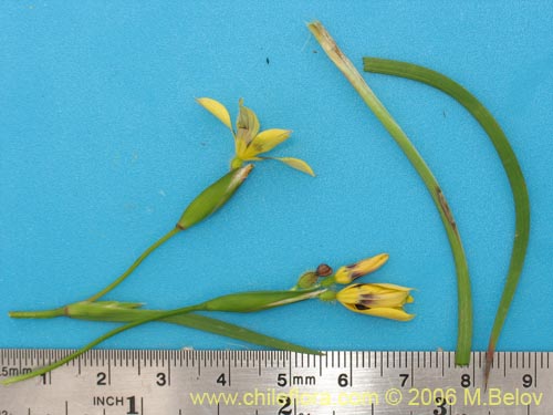 Image of Sisyrinchium graminifolium (Huilmo amarillo / Ñuño). Click to enlarge parts of image.