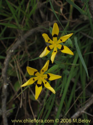 Imágen de Sisyrinchium graminifolium (Huilmo amarillo / Ñuño). Haga un clic para aumentar parte de imágen.