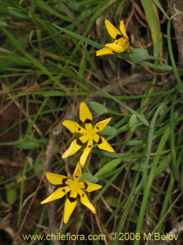 Image of Sisyrinchium graminifolium (Huilmo amarillo / Ñuño). Click to enlarge parts of image.