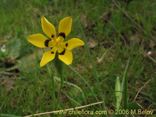 Imágen de Sisyrinchium graminifolium (Huilmo amarillo / Ñuño). Haga un clic para aumentar parte de imágen.