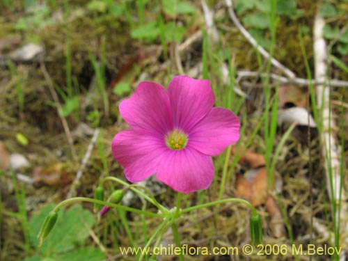 Image of Oxalis arenaria (Vinagrillo / Culle). Click to enlarge parts of image.